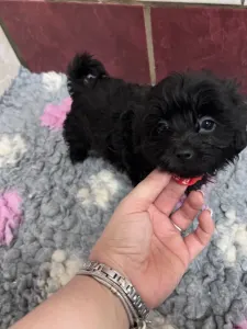 Bolończyk kolorowy - Alina