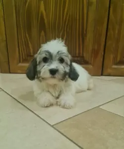 Havanese - Tina