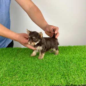 Yorkshire Terrier - Menos