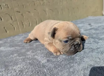 Французский бульдог - Kira