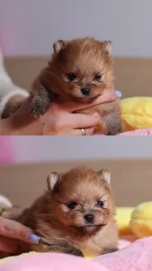 German Pomeranian Spitz - Enzo