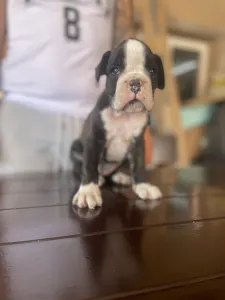 Deutscher Boxer - Lana