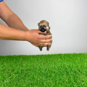 German Pomeranian Spitz - Quero