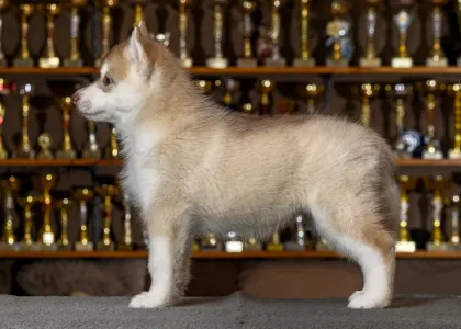 Szibériai husky - Pink