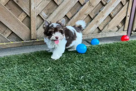 Biewer Terrier - Oreo 