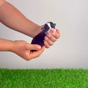 Pembroke Welsh Corgi - Yeska