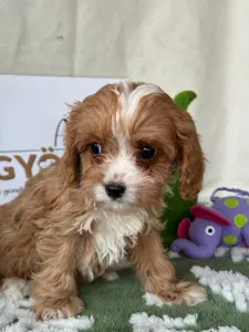 Cavapoo - Bella