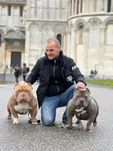 Amerikai Bully - Pocket - M. Platinum Dogs