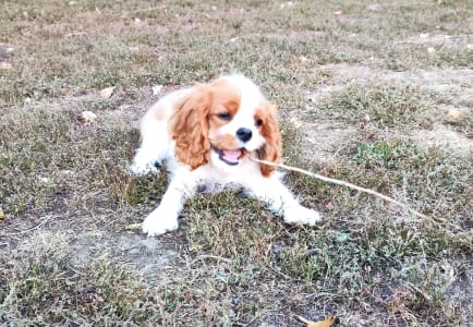 Cavalier king Charles spaniel - Erdőszéli Ezüstcsillag