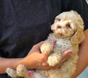Cavapoo - Mia