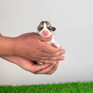 Welsh Corgi Pembroke - Ammi