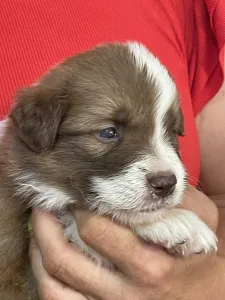 Border Collie - Milka/ Chocolate Sable Szuka