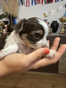 Yorkshire Terrier - Full Of Heart J-dzsan Divit