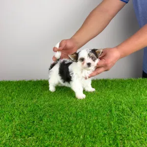 Biewer Terrier - Olina