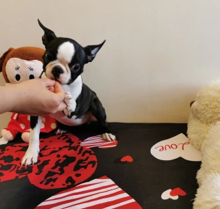 Boston Terrier - Wide Wings Becky