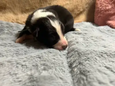 Border Collie - Dazzling Borders Aslan The Seal Of Love 