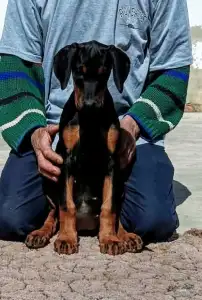 Dobermann - Irina