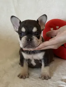 Francouzský buldoček - Zeusz