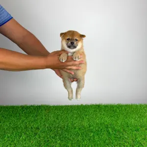 Shiba Inu - Subaru