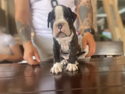 Deutscher Boxer - Lana