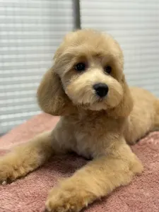 Cavapoo - Haevy