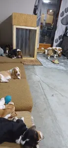 Basset Hound - Arlin