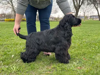 English Cocker Spaniel - Follow Me Little Zidane 