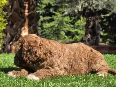 Cavapoo - Zeusz