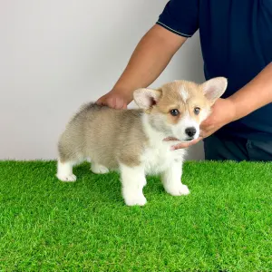 Corgi galez Pembroke - Cosima