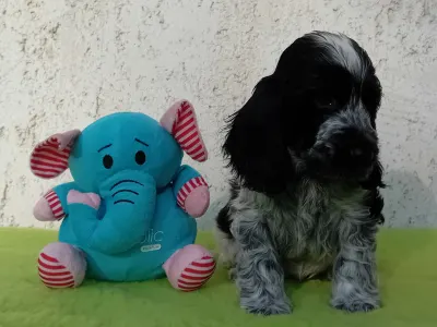 Cocker Spaniel anglais - Donald 