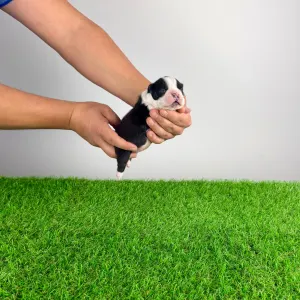 Boston Terrier - Frank