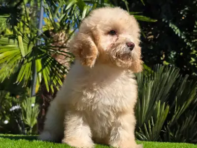 Cavapoo - Solo