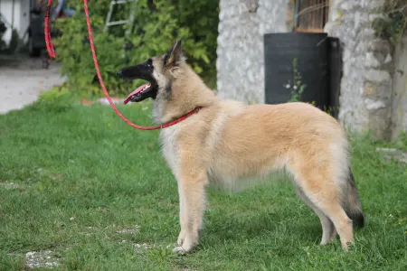 Belgian Shepherd Dog - Zsömi
