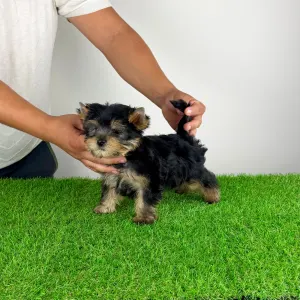 Yorkshire Terrier - Dudu