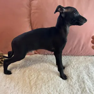 Olasz agár - Libero Lieto Italian Greyhound Kennel