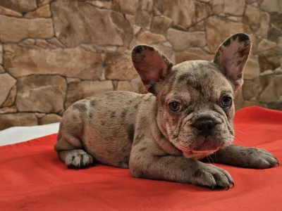 Französische Bulldogge - Betty