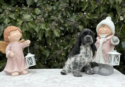 Amerikai cocker spániel - Dream Of Twilight