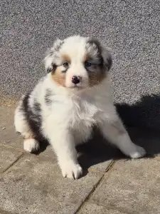 Ausztrál juhászkutya - Bubu