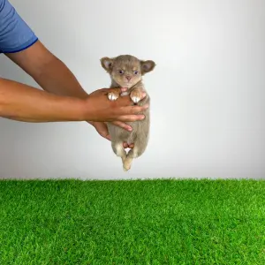 Chihuahua - Hella