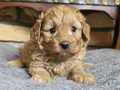 Cavapoo - Toffee