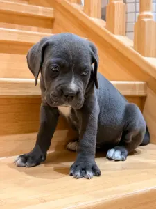Cane Corso - Ticia