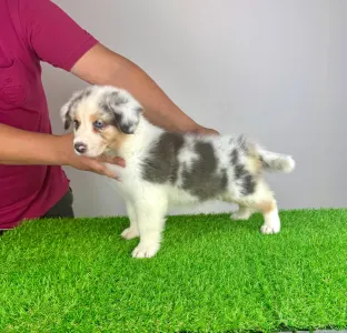 Australian Shepherd - Sillie