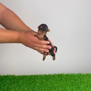 Yorkshire Terrier - Volt