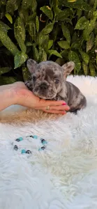 Französische Bulldogge - Deni