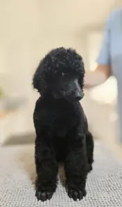 Poodle Standard - Don Vito