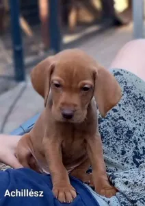 Hungarian Short-haired Vizsla - Becses Vadász Achillész