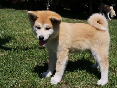 Akita inu - Izumi Yanagi No Tani