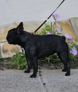 Bouledogue français - Victoria s Grande Annie