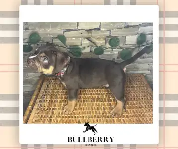 American Bully - Standard - Loganberry