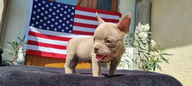 American Bully - Exotic - Yoda
